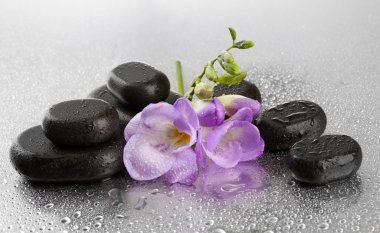 Spa taşlar ve ıslak zemin üzerine mor çiçek