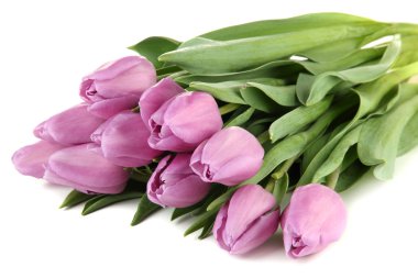 güzel beyaz izole mor Lale buketi