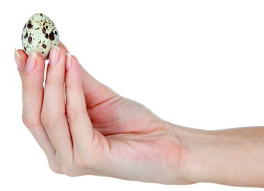 Quail eggs in hand isolated on white clipart