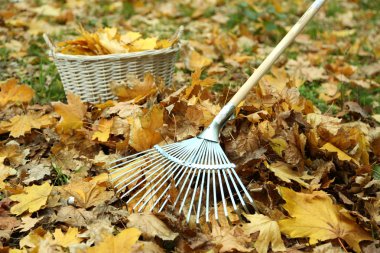 Cleaning of autumn leaves on a green lawn clipart