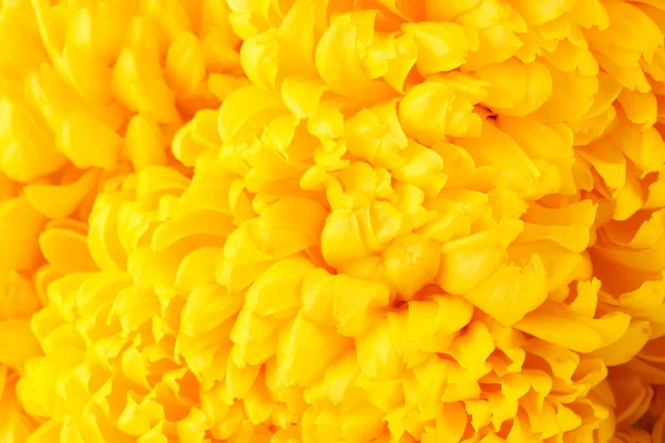 Helder gele chrysanten, close-up — Stockfoto