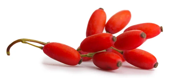 Ripe barberries on branch isolated white — Stock Photo, Image