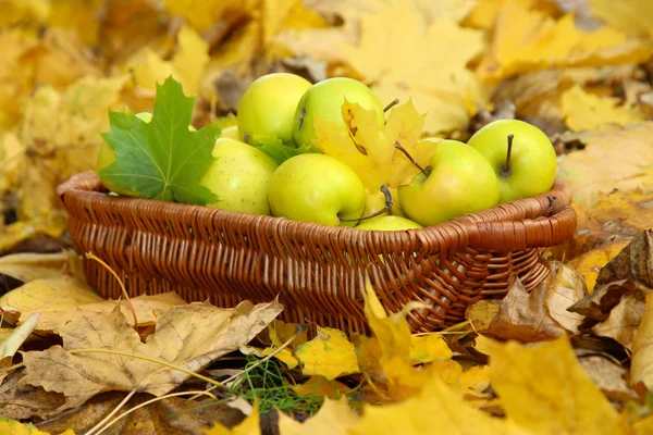 Cesta de manzanas frescas maduras en el jardín en hojas de otoño — Foto de Stock