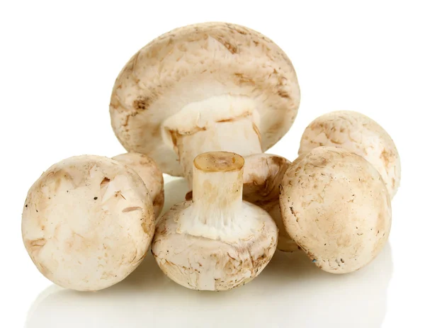 Frische Pilze isoliert auf weiß — Stockfoto