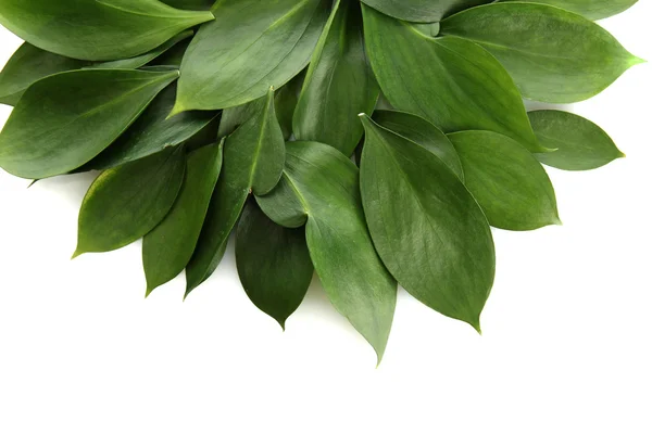 Prachtige groene bladeren, geïsoleerd op wit — Stockfoto