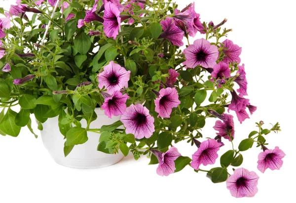 Lila Petunien im Blumentopf auf hellrosa Hintergrund — Stockfoto