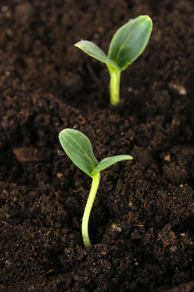 Groene zaailing groeien uit bodem sluiten-u — Stockfoto