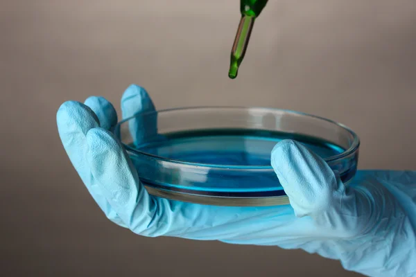 Лабораторная пипетка с каплей химической жидкости над чашкой Петри с раствором цветных сред в руке ученого, крупным планом, на цветном фоне — стоковое фото