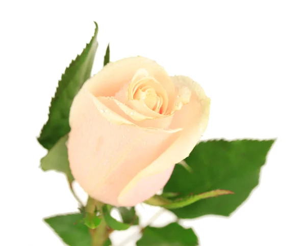 Rosa bonita, isolada em branco — Fotografia de Stock