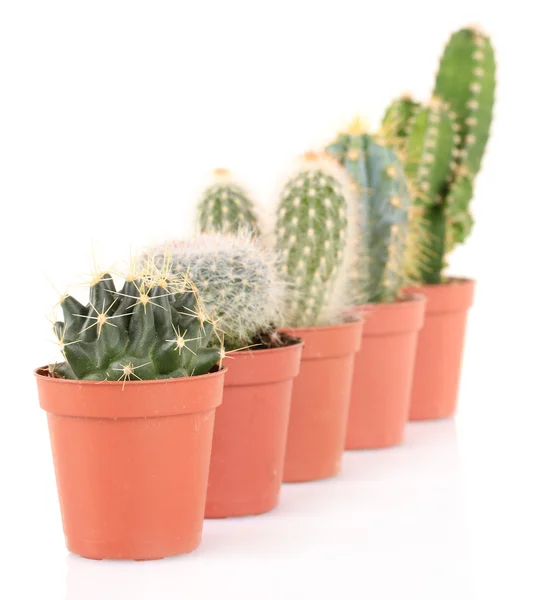 Kolekcja kaktusów, na białym tle — Zdjęcie stockowe