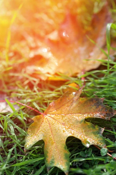 Folhas de bordo no parque, close-up — Fotografia de Stock