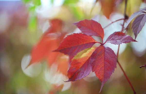 Red leaves on bright background — Stock Photo, Image