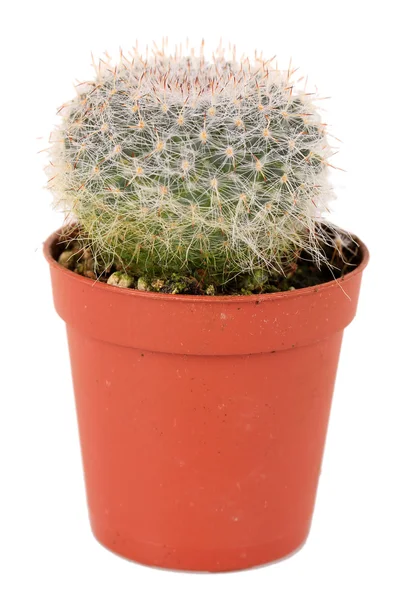 Cactus in bloempot, geïsoleerd op witte achtergrond — Stockfoto