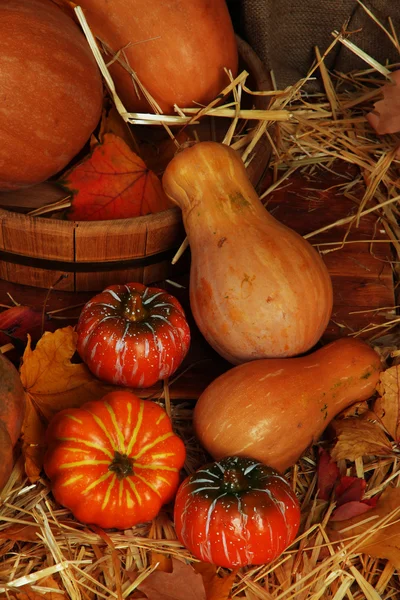 Pompoenen in houten kuip op stro close-up — Stockfoto