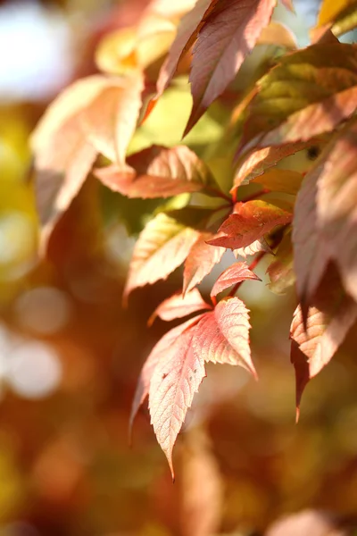 Röda blad på ljus bakgrund — Stockfoto