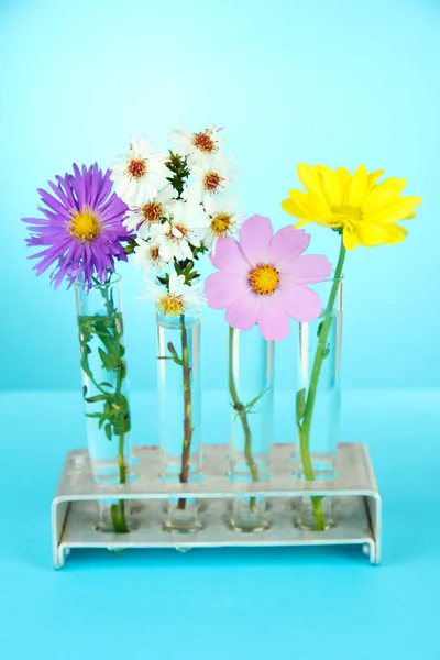 Flowers in test-tubes on light blue background — Stock Photo, Image