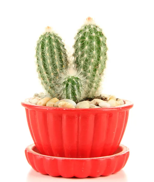 Cactus en pot de fleurs, isolé sur blanc — Photo