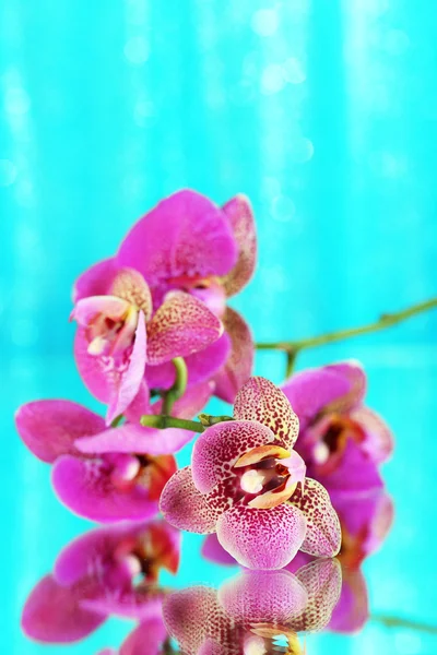 Beautiful orchid on blue background — Stock Photo, Image