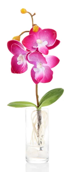 Bella orchidea artificiale, isolata su bianco — Foto Stock