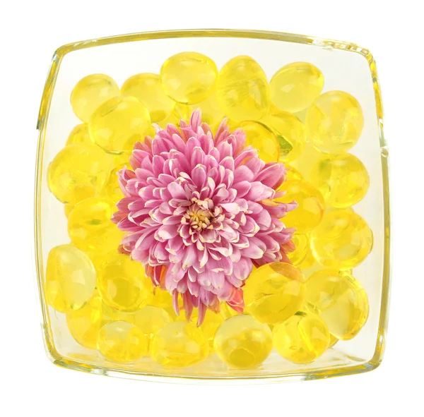 Bellissimo fiore in vaso con idrogel isolato su bianco — Foto Stock