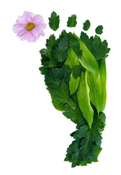 Voetafdruk van bladeren en bloemen geïsoleerd op wit — Stockfoto