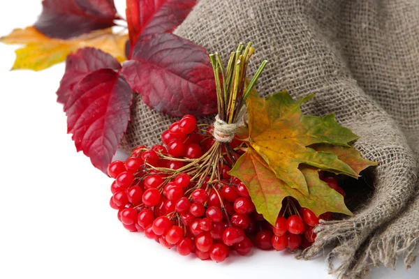 Red berries of viburnum on sackcloth napkin, isolated on white — Stock Photo, Image