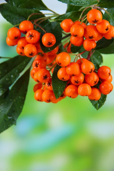 Pyracantha Firethorn bagas de laranja com folhas verdes, no fundo brilhante — Fotografia de Stock