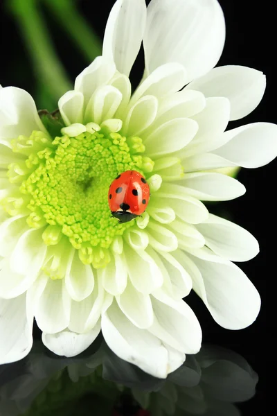 Beautiful ladybird on flower, on black background — Stock Photo, Image