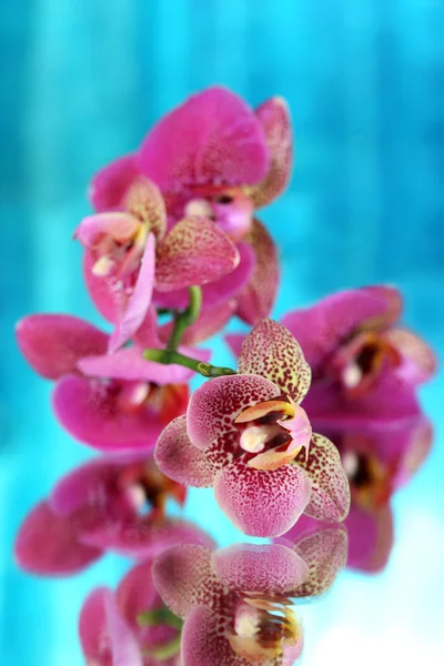 Hermosa orquídea sobre fondo azul — Foto de Stock