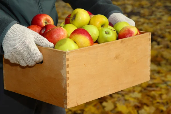 Man hands with crate of fresh ripe apples in garden — Stock Photo, Image