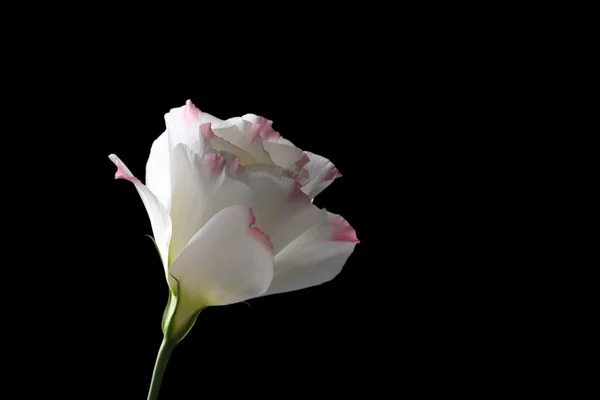 Квітка еустоми, ізольована на чорному — стокове фото