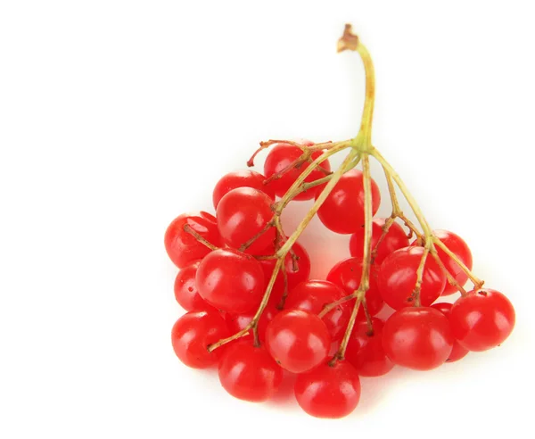 Rote Beeren von Viburnum isoliert auf weiß — Stockfoto