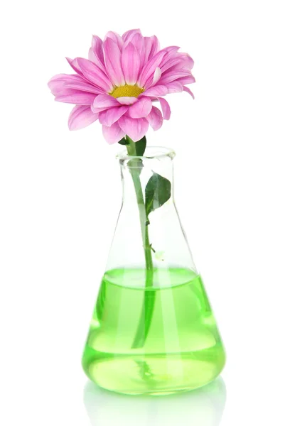 Blume im Reagenzglas isoliert auf weiß — Stockfoto