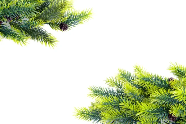 Christmas tree branches on white background — Stock Photo, Image