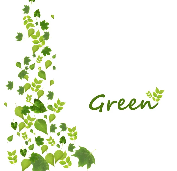 Zelené listy izolované na bílém — Stock fotografie