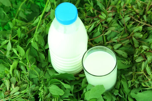 Copo de leite e garrafa de leite na grama — Fotografia de Stock