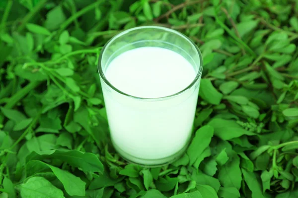 Glas Milch auf Gras — Stockfoto
