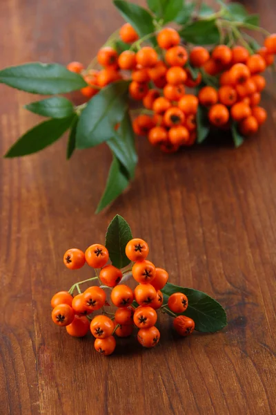 Pyracantha šarlatová oranžové bobule se zelenými listy, na dřevěné pozadí — Stock fotografie