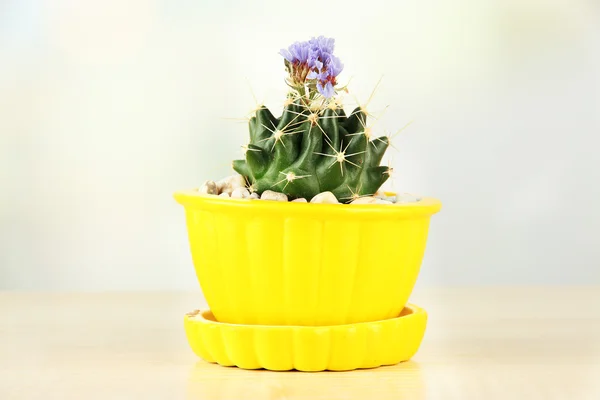 Cactus en pot de fleurs avec fleur, sur table en bois — Photo