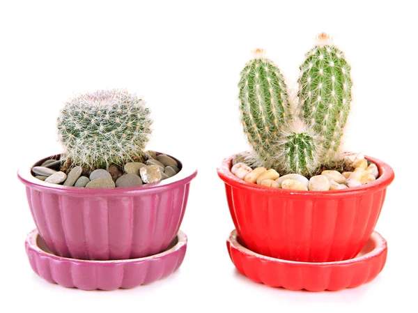 Cactussen in bloempotten, geïsoleerd op wit — Stockfoto