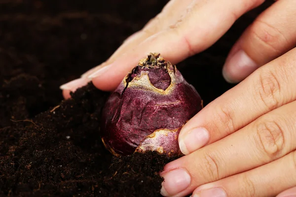 Hand with flower bulbs on humus background — Stock Photo, Image