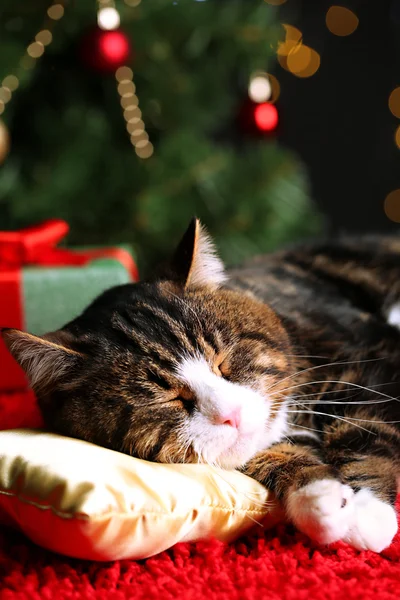 Sevimli kedi Noel dekorasyonu ile halı üzerinde yalan — Stok fotoğraf