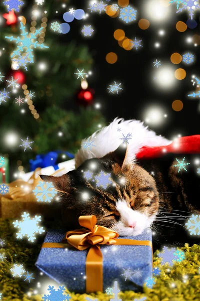 Cute cat lying on carpet with Christmas decor — Stock Photo, Image