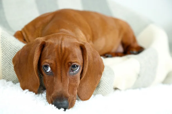 Pequeño perrito salchicha lindo —  Fotos de Stock
