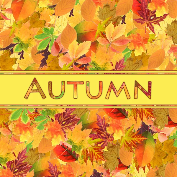 Beautiful colored autumn background — Stock Photo, Image