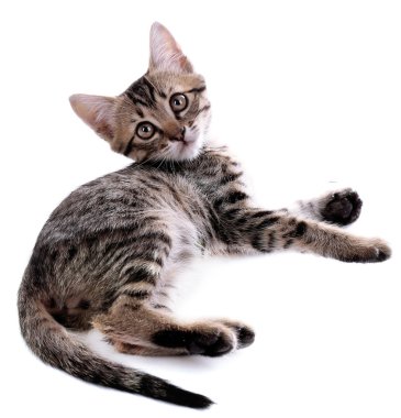 küçük kedi üzerinde beyaz izole topu ile