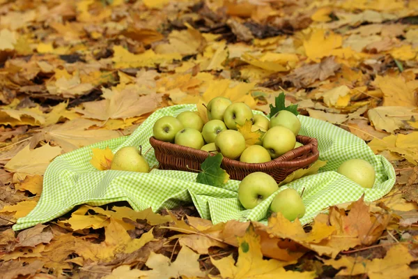 Cesta de maçãs maduras frescas no jardim em folhas de outono — Fotografia de Stock