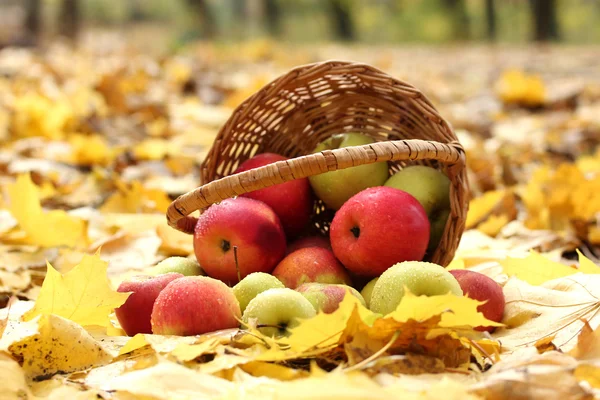 Cesta de manzanas frescas maduras en el jardín en hojas de otoño — Foto de Stock