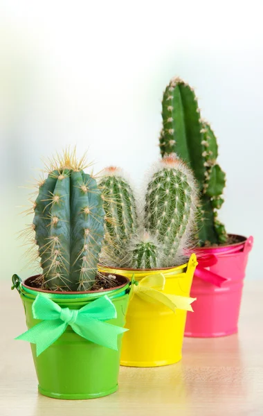 Collection of cactuses in bright pails on wooden table — Stock Photo, Image