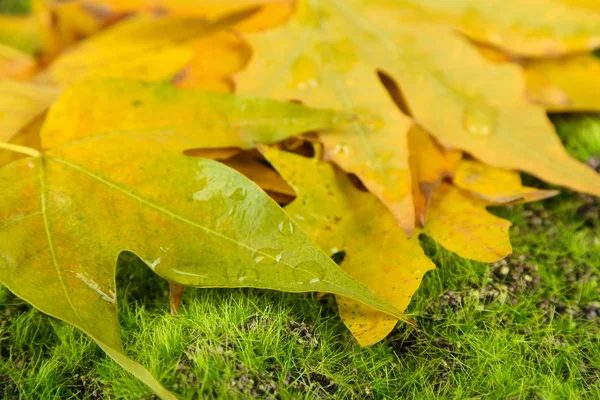 Lönnlöv i park, närbild — Stockfoto